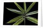 Hibanobambusa tranquillans 'Shiroshima' (Shiro-shima-inyÃinyouchikuzoku, bamboo) - leaf by Anonymous