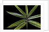 Hibanobambusa tranquillans 'Shiroshima' (Shiro-shima-inyÃinyouchikuzoku, bamboo) - leaf by Anonymous