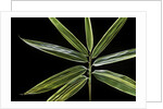 Hibanobambusa tranquillans 'Shiroshima' (Shiro-shima-inyÃinyouchikuzoku, bamboo) - leaf by Anonymous