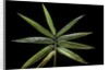 Hibanobambusa tranquillans 'Shiroshima' (Shiro-shima-inyÃinyouchikuzoku, bamboo) - leaf by Anonymous