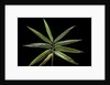 Hibanobambusa tranquillans 'Shiroshima' (Shiro-shima-inyÃinyouchikuzoku, bamboo) - leaf by Anonymous