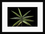 Hibanobambusa tranquillans 'Shiroshima' (Shiro-shima-inyÃinyouchikuzoku, bamboo) - leaf by Anonymous