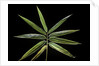 Hibanobambusa tranquillans 'Shiroshima' (Shiro-shima-inyÃinyouchikuzoku, bamboo) - leaf by Anonymous
