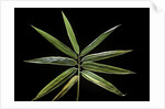 Hibanobambusa tranquillans 'Shiroshima' (Shiro-shima-inyÃinyouchikuzoku, bamboo) - leaf by Anonymous