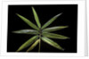 Hibanobambusa tranquillans 'Shiroshima' (Shiro-shima-inyÃinyouchikuzoku, bamboo) - leaf by Anonymous