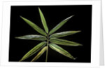 Hibanobambusa tranquillans 'Shiroshima' (Shiro-shima-inyÃinyouchikuzoku, bamboo) - leaf by Anonymous