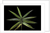 Hibanobambusa tranquillans 'Shiroshima' (Shiro-shima-inyÃinyouchikuzoku, bamboo) - leaf by Anonymous
