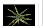Hibanobambusa tranquillans 'Shiroshima' (Shiro-shima-inyÃinyouchikuzoku, bamboo) - leaf by Anonymous