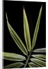 Hibanobambusa tranquillans 'Shiroshima' (Shiro-shima-inyÃinyouchikuzoku, bamboo) - leaf by Anonymous