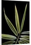 Hibanobambusa tranquillans 'Shiroshima' (Shiro-shima-inyÃinyouchikuzoku, bamboo) - leaf by Anonymous