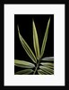 Hibanobambusa tranquillans 'Shiroshima' (Shiro-shima-inyÃinyouchikuzoku, bamboo) - leaf by Anonymous