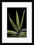 Hibanobambusa tranquillans 'Shiroshima' (Shiro-shima-inyÃinyouchikuzoku, bamboo) - leaf by Anonymous