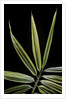 Hibanobambusa tranquillans 'Shiroshima' (Shiro-shima-inyÃinyouchikuzoku, bamboo) - leaf by Anonymous