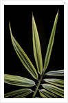 Hibanobambusa tranquillans 'Shiroshima' (Shiro-shima-inyÃinyouchikuzoku, bamboo) - leaf by Anonymous