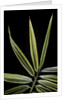 Hibanobambusa tranquillans 'Shiroshima' (Shiro-shima-inyÃinyouchikuzoku, bamboo) - leaf by Anonymous