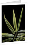 Hibanobambusa tranquillans 'Shiroshima' (Shiro-shima-inyÃinyouchikuzoku, bamboo) - leaf by Anonymous