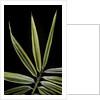 Hibanobambusa tranquillans 'Shiroshima' (Shiro-shima-inyÃinyouchikuzoku, bamboo) - leaf by Anonymous