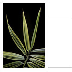 Hibanobambusa tranquillans 'Shiroshima' (Shiro-shima-inyÃinyouchikuzoku, bamboo) - leaf by Anonymous