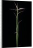 Hibanobambusa tranquillans 'Shiroshima' (Shiro-shima-inyÃinyouchikuzoku, bamboo) - shoot by Anonymous