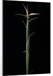 Hibanobambusa tranquillans 'Shiroshima' (Shiro-shima-inyÃinyouchikuzoku, bamboo) - shoot by Anonymous