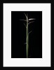 Hibanobambusa tranquillans 'Shiroshima' (Shiro-shima-inyÃinyouchikuzoku, bamboo) - shoot by Anonymous