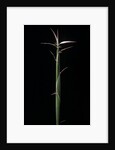 Hibanobambusa tranquillans 'Shiroshima' (Shiro-shima-inyÃinyouchikuzoku, bamboo) - shoot by Anonymous