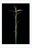 Hibanobambusa tranquillans 'Shiroshima' (Shiro-shima-inyÃinyouchikuzoku, bamboo) - shoot by Anonymous