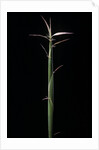 Hibanobambusa tranquillans 'Shiroshima' (Shiro-shima-inyÃinyouchikuzoku, bamboo) - shoot by Anonymous