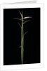 Hibanobambusa tranquillans 'Shiroshima' (Shiro-shima-inyÃinyouchikuzoku, bamboo) - shoot by Anonymous