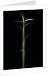 Hibanobambusa tranquillans 'Shiroshima' (Shiro-shima-inyÃinyouchikuzoku, bamboo) - shoot by Anonymous