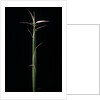 Hibanobambusa tranquillans 'Shiroshima' (Shiro-shima-inyÃinyouchikuzoku, bamboo) - shoot by Anonymous