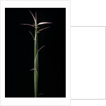 Hibanobambusa tranquillans 'Shiroshima' (Shiro-shima-inyÃinyouchikuzoku, bamboo) - shoot by Anonymous