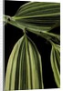 Hibanobambusa tranquillans 'Shiroshima' (Shiro-shima-inyÃinyouchikuzoku, bamboo) - leaf by Anonymous