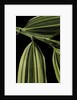 Hibanobambusa tranquillans 'Shiroshima' (Shiro-shima-inyÃinyouchikuzoku, bamboo) - leaf by Anonymous