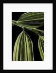 Hibanobambusa tranquillans 'Shiroshima' (Shiro-shima-inyÃinyouchikuzoku, bamboo) - leaf by Anonymous
