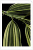 Hibanobambusa tranquillans 'Shiroshima' (Shiro-shima-inyÃinyouchikuzoku, bamboo) - leaf by Anonymous