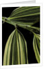 Hibanobambusa tranquillans 'Shiroshima' (Shiro-shima-inyÃinyouchikuzoku, bamboo) - leaf by Anonymous