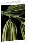 Hibanobambusa tranquillans 'Shiroshima' (Shiro-shima-inyÃinyouchikuzoku, bamboo) - leaf by Anonymous