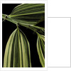 Hibanobambusa tranquillans 'Shiroshima' (Shiro-shima-inyÃinyouchikuzoku, bamboo) - leaf by Anonymous