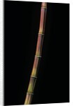 Himalayacalamus hookerianus 'Damarapa' (blue bamboo) by Anonymous