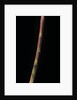 Himalayacalamus hookerianus 'Damarapa' (blue bamboo) by Anonymous