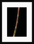 Himalayacalamus hookerianus 'Damarapa' (blue bamboo) by Anonymous