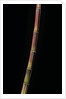 Himalayacalamus hookerianus 'Damarapa' (blue bamboo) by Anonymous