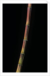 Himalayacalamus hookerianus 'Damarapa' (blue bamboo) by Anonymous