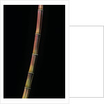 Himalayacalamus hookerianus 'Damarapa' (blue bamboo) by Anonymous