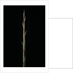 Indocalamus latifolius (bamboo) - shoot by Anonymous