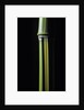 Phyllostachys arcana 'Luteosulcata' (bamboo) by Anonymous