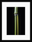 Phyllostachys arcana 'Luteosulcata' (bamboo) by Anonymous