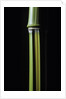 Phyllostachys arcana 'Luteosulcata' (bamboo) by Anonymous