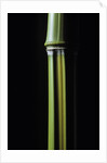 Phyllostachys arcana 'Luteosulcata' (bamboo) by Anonymous